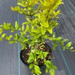 Granátovník púnsky (Punica Granatum) ´FINA TENDRAL´ - výška 20-40 cm, kont. C2L 